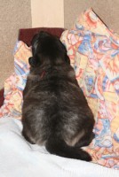 /album/treti-tyden/nemecky-vlci-spic-153-jpg1/